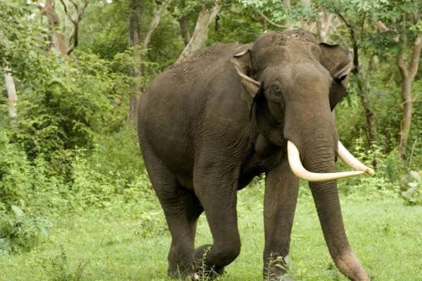 Wildlife SOS Under Scrutiny in Leopard Poaching and Elephant Smuggling Cases